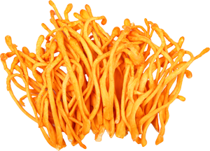 Image of Cordyceps Mushroom