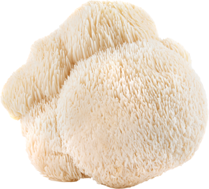 Image of Lions Mans Mushroom